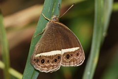 Painted Bushbrown