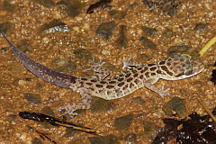 Pegu Bent-toed Geckoo