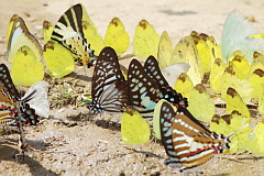 Puddling butterflies