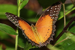 Western Red Lacewing