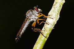 robber fly