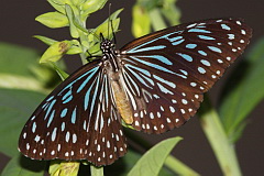 Scarce Blue Tiger