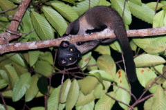 Small-toothed Civet