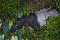 Malayan Tapir