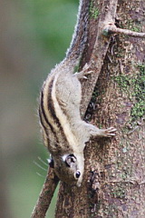 Southeast Asian Striped Squirrel