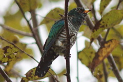 Asian Emerald Cuckoo