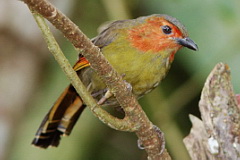 Scarlet-faced Liocichla