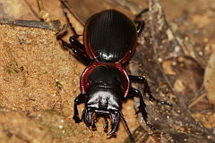 unidentified beetle