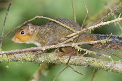 Variable Squirrel