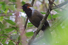 White-necked Laughingthrush