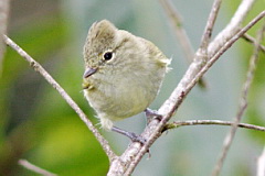 Yellow-browed Tit