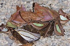 Butterflies