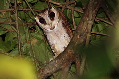 Oriental Bay Owl