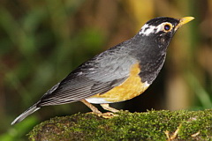 Black-breasted Thrush