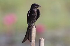 Blackk Drongo