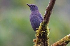 Blue Rock Thrush