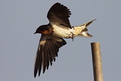 Barn Swallow