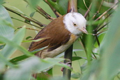 Collared Babbler