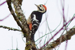 Necklaced Woodpecker