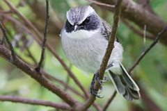 Grey Bush Chat