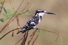 Pied Kingfisher