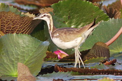 Pheasant-tailed Jacana