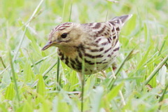 Red-throated Pipit