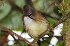 Black-breasted Thrush