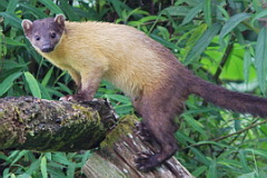 Yellow-throated Marten