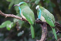 Blue-bearded Bee-eater