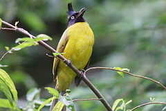 Black-crested Bulbul