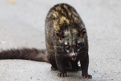 Civet Cat