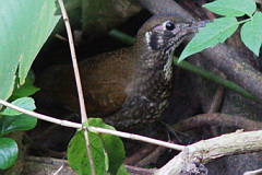 Dark-sided Thrush