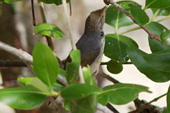 Common Tailorbird