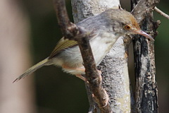 Common Tailorbird