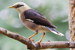 Vinous-breasted Myna