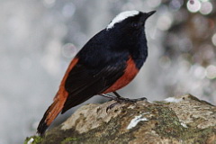 White-capped Redstart