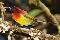 Mrs. Gould's Sunbird