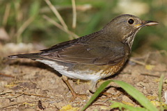 Japanese Thrush