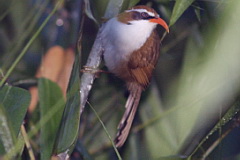 Red-billed Scimitar Babbler