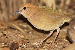 Rusty-naped Pitta