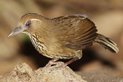 Spot-breasted Laughingthrush