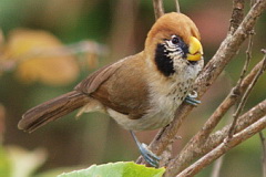 Spot-breasted PArrotbill