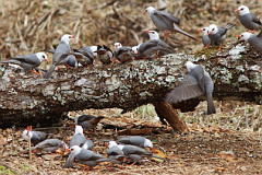 White-headed Bulbul