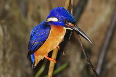 Blue-eared Kingfisher