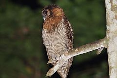 Brown Wood Owl