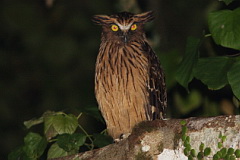 Buffy Fish Owl