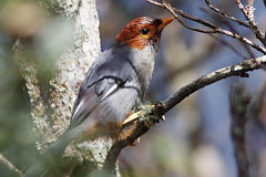 Chestnut-hooded Laughingthrush