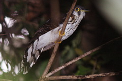 Moustached Hawk-Cuckoo