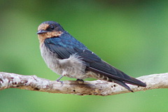 Pacific Swallow